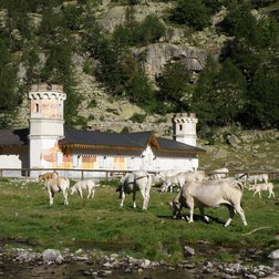 Vaches piémontaises pâturant sur le plateau de Valasco (© Augusto Rivelli PNAM)