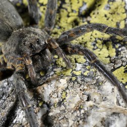 L'araignée Vesubia jugorum (© Francesco Tomasinelli)