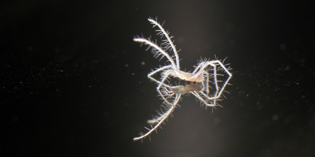 Une nouvelle espèce d'arachnide endémique : Troglocheles lanai (© Francesco Tomasinelli)