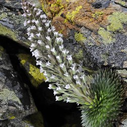 La saxifrage de l'Argentera (Saxifraga florulenta), espèce endémique des Alpi Marittime. (PNAM) 
