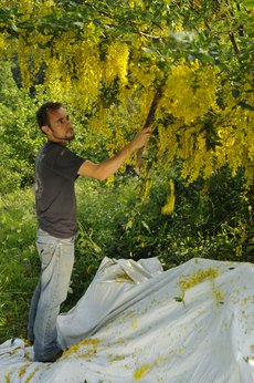 Marco Isaia, expert d'araignées, secouant les branches d'un cytise pour collecter des araignées arboricoles, Parco Naturale Alpi Marittime (F. Tomasinelli)