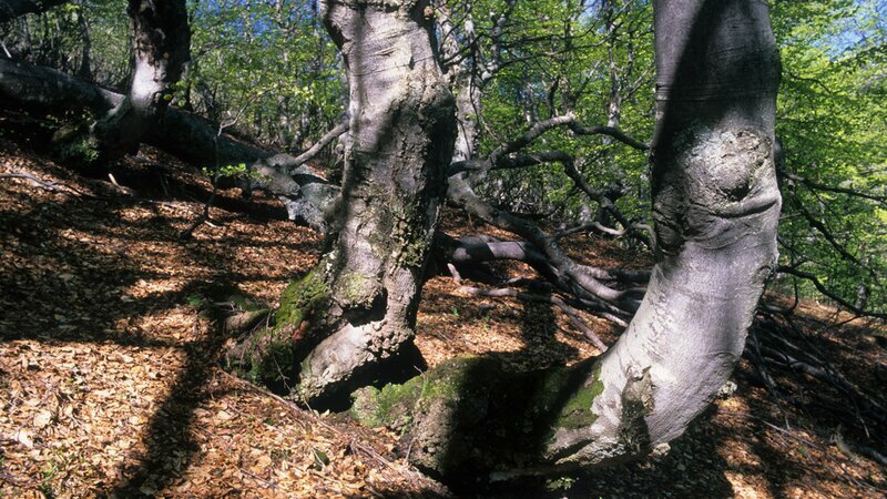 La faggeta di Palanfrè in primavera. Archivio APAM, autore R. Malacrida