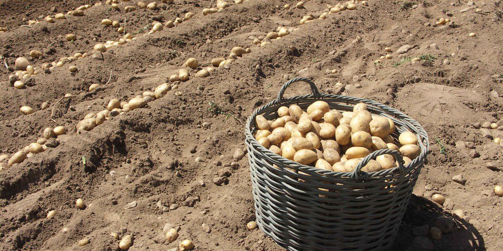 La récolte des pommes de terre sur le plateau d'Entracque, Vallée Gesso (© Nanni Villani PNAM)