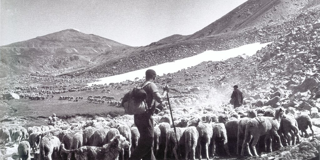 Un berger transhumant en chemin avec son troupeau (© Archivio Ecomuseo della Pastorizia)