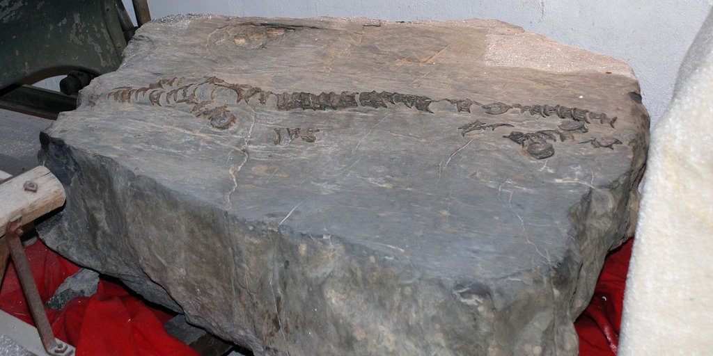Fossiles au musée de Guillaumes, vallée du Var (© Guy Lombart PNM)