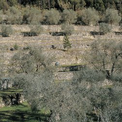 Terrasses d'oliviers à Breil sur Roya (© Gilbert Rossi PNM)
