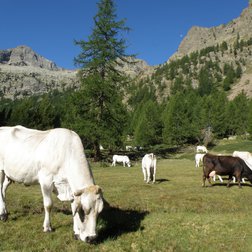 Vaches en alpage sur le plateau de Valasco (© Augusto Rivelli PNAM)