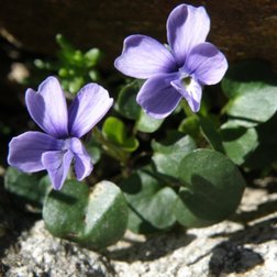 Violette d'Argentera (Viola argenteria) (© Augusto Rivelli PNAM)