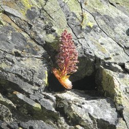 Saxifrage en fleurs dans une fissure de roche siliceuse du Massif de l'Argentera-Mercantour (© Archivio PNAM)