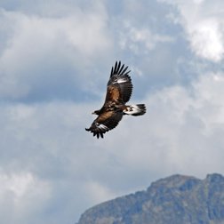 Jeune aigle royal en vol (© Philippe Pierini PNM)