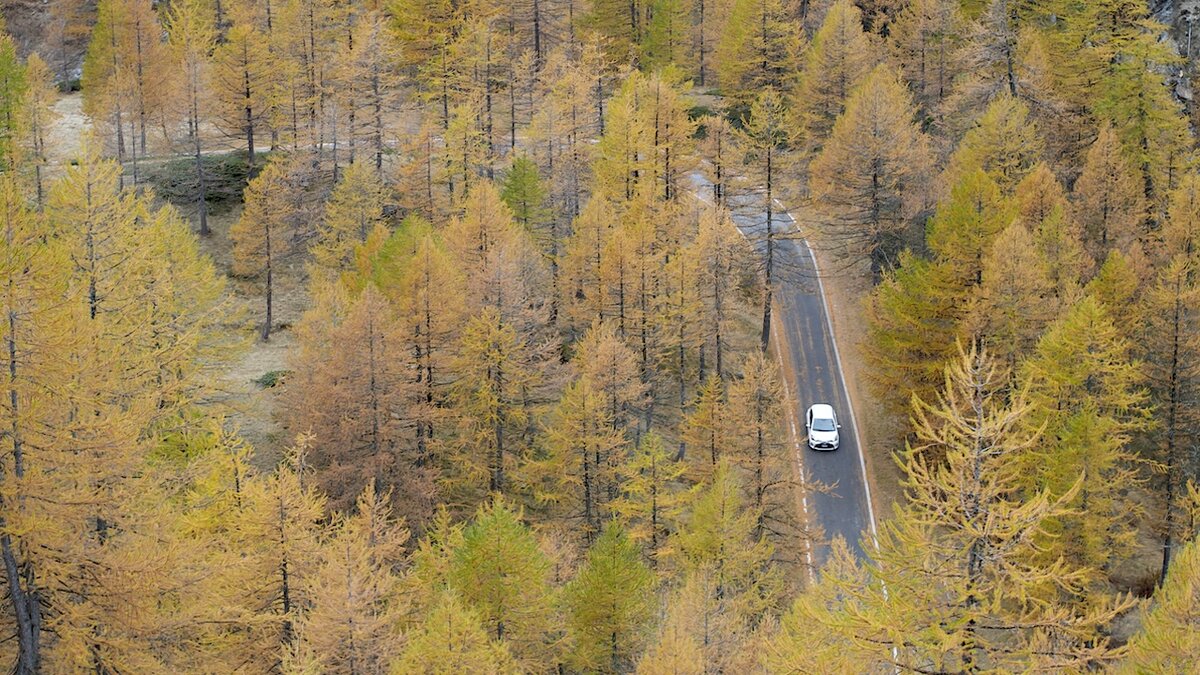 Vue aérienne de la route du Col de la Lombarde, immergée dans une forêt de mélèzes dorés en automne. Au centre de l’image, une petite voiture blanche parcourt la route sinueuse, entourée d’arbres aux nuances jaune doré et orangé. Auteur : Giorgio Bernardi. Fin de la description de l’image.