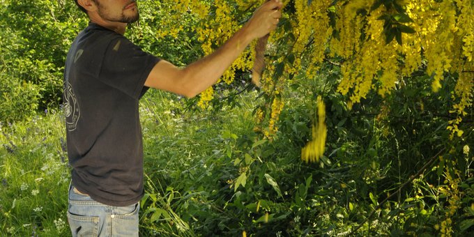 Marco Isaia, expert d'araignées, secouant les branches d'un cytise pour collecter des araignées arboricoles, Parco Naturale Alpi Marittime (F. Tomasinelli)