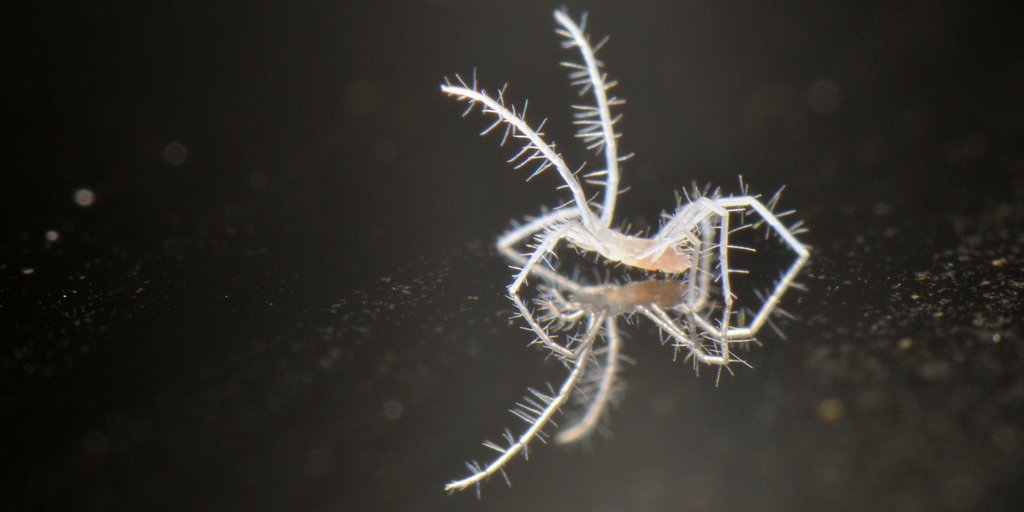 <em>Troglocheles lanai</em>, la nouvelle espèce d'arachnide trouvée dans un grotte du Parco Alpi Marittime (F.Tomasinelli)