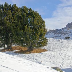 Le plateau de Morgon en hiver avec au fond, les aiguilles de Tortisse (A. Turpaud/PNM)