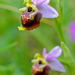 Orchidée, ophrys bécasse (P. Commenville/PNM)
