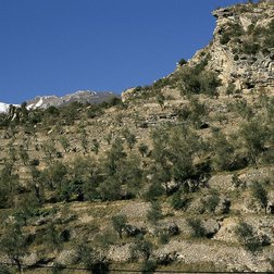 Un versant constitué de restanques d'oliviers en hiver près de Breil sur Roya (G. Rossi/PNM)
